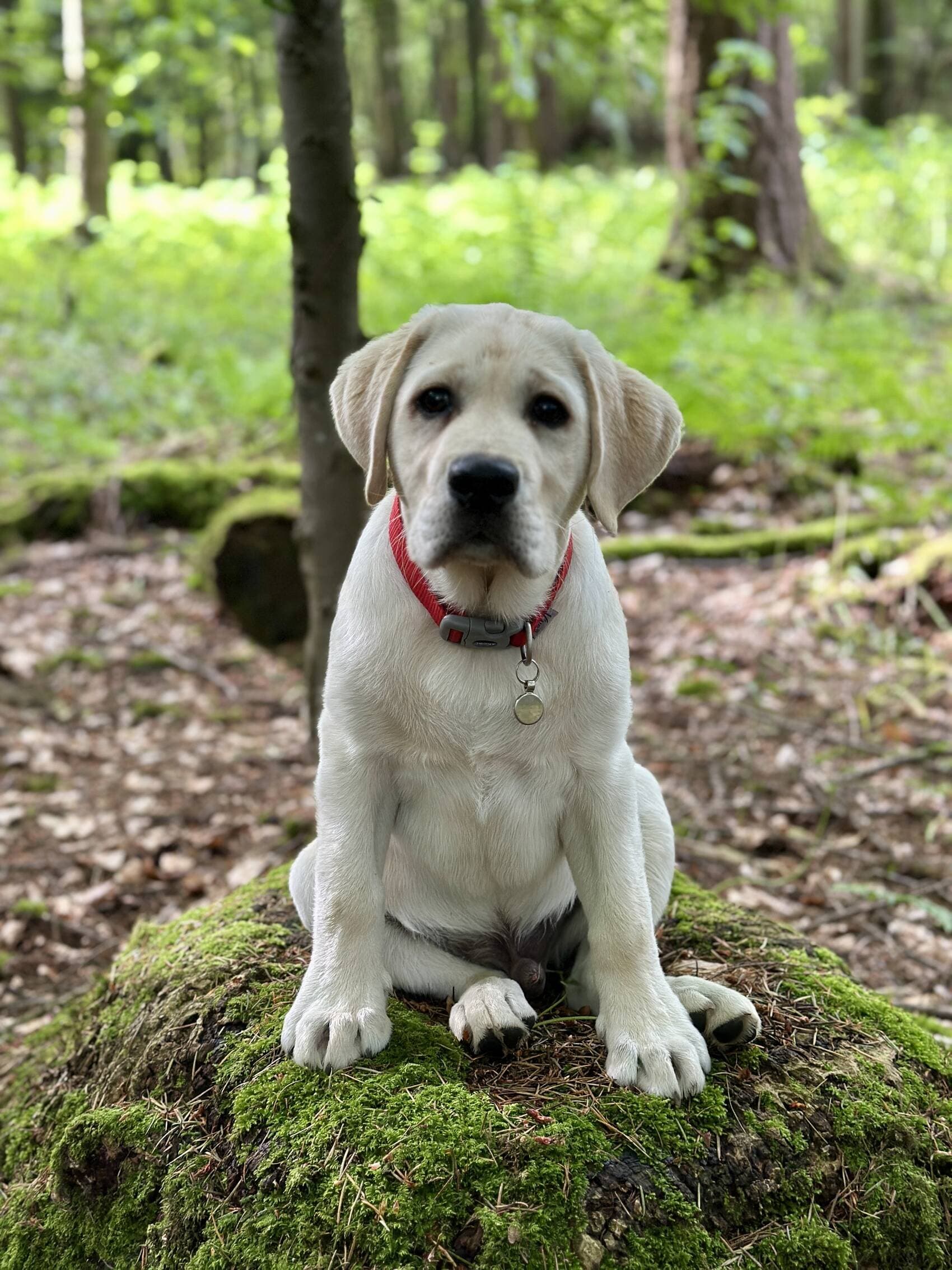 Dogs Welcome